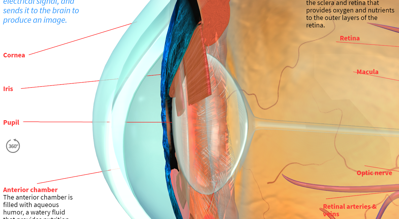 How the Human Eye Works preview 